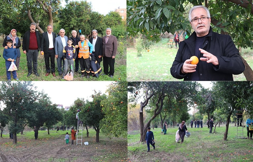 Kozan Belediyesinden halka açık Narenciye Bahçesinde İlk Hasat 