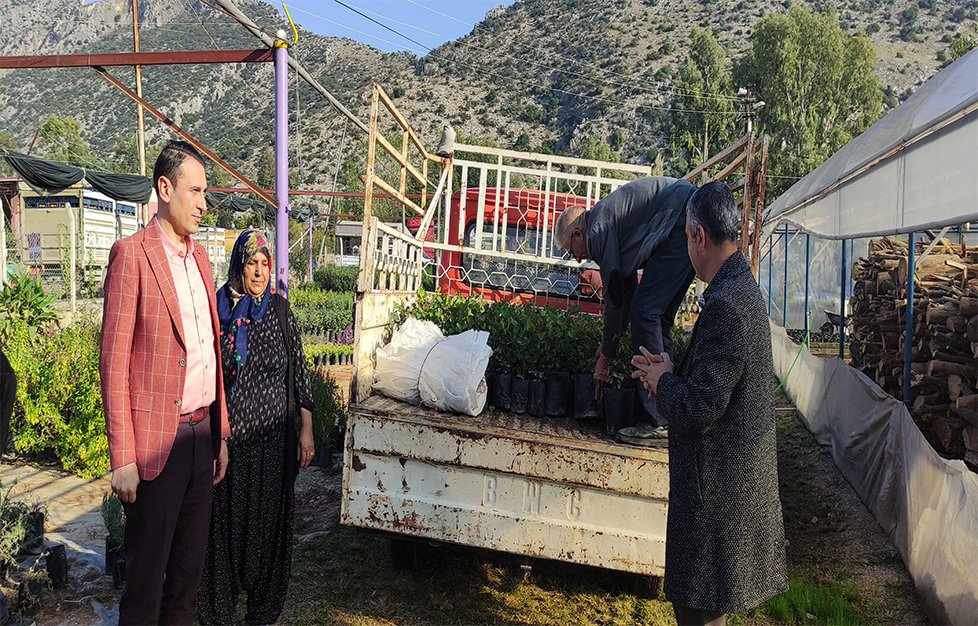 Kozan Belediyesi Keçiboynuzu fidanı satışlarına devam ediyor