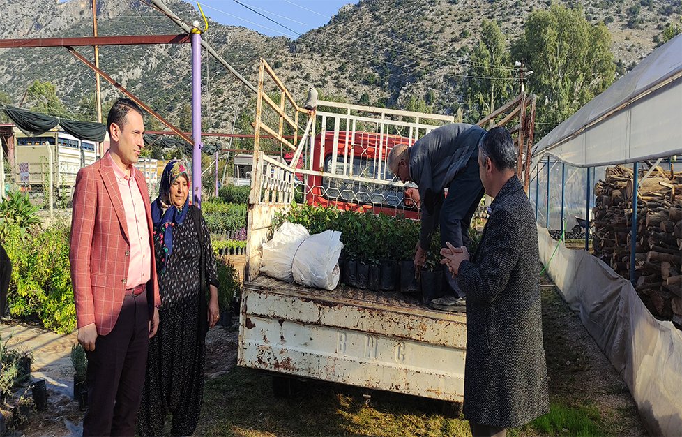 Kozan Belediyesi Keçiboynuzu fidanı satışlarına devam ediyor