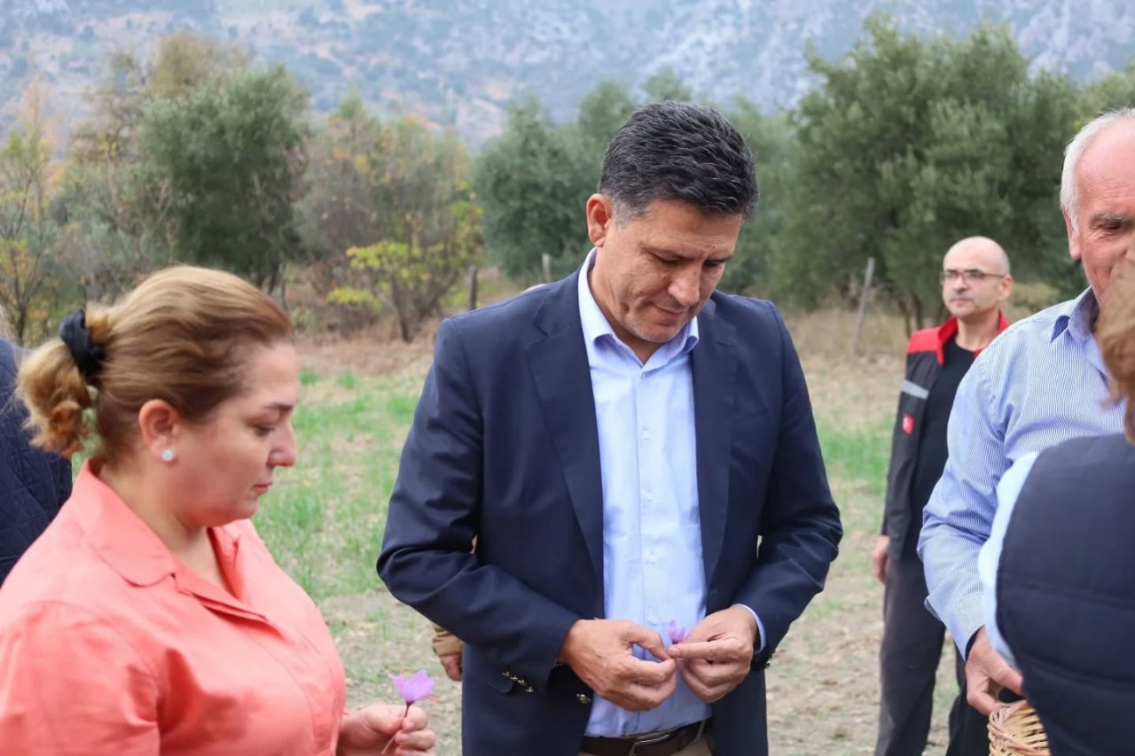 KIZLARSEKİSİ KÖYÜNDE SAFRAN HASADI YAPTIK